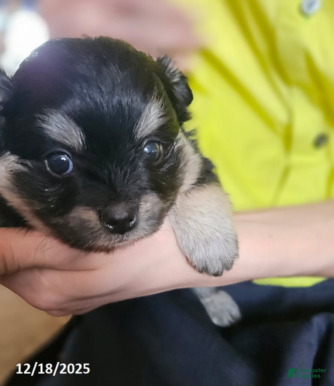 Mixed Breed dogs for sale: Zoey - Ad 3