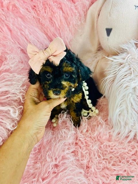 Toy Poodle dogs Toy Poodle 1 - Ad 2