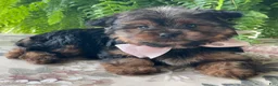 Yorkshire Terrier dogs for sale: Felicity - Ad 7