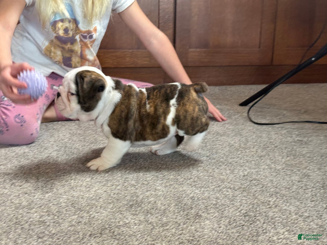 English Bulldog dogs for sale: Lucy - Ad 7