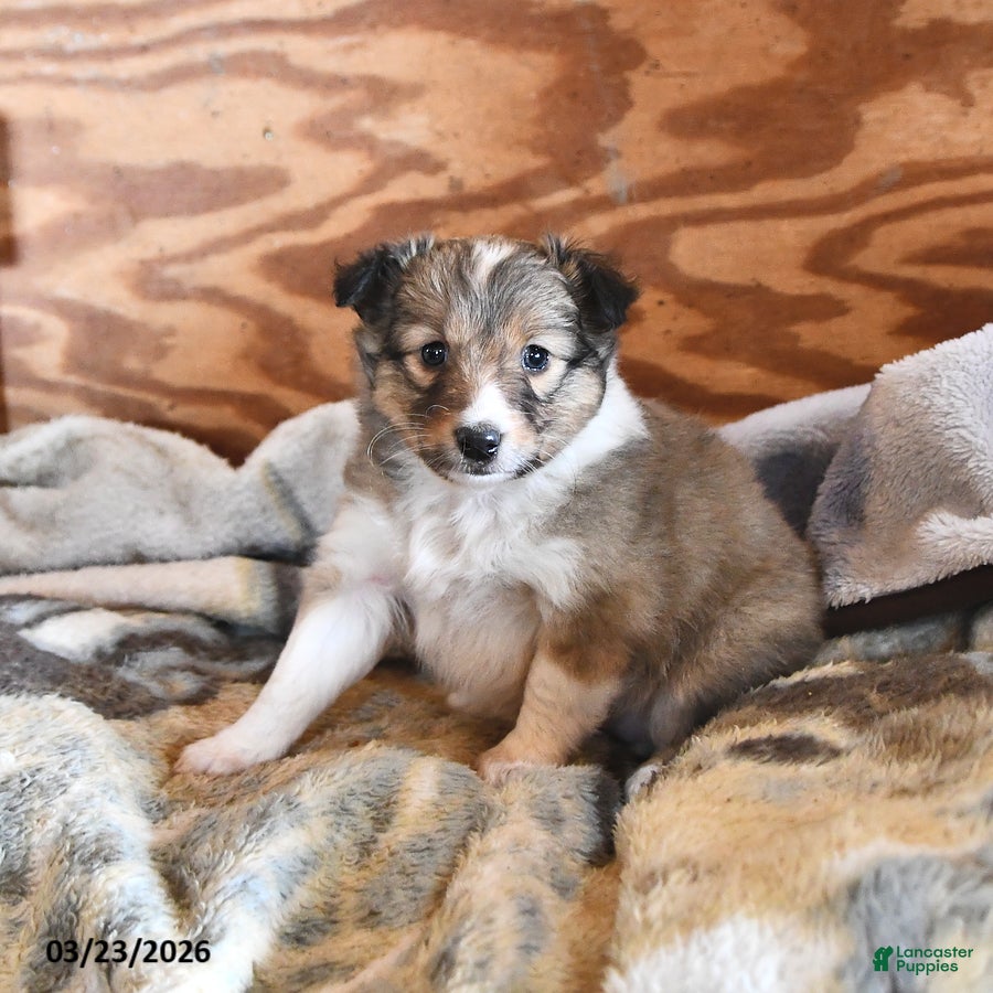 Shetland Sheepdog dogs Hazel - Ad 1