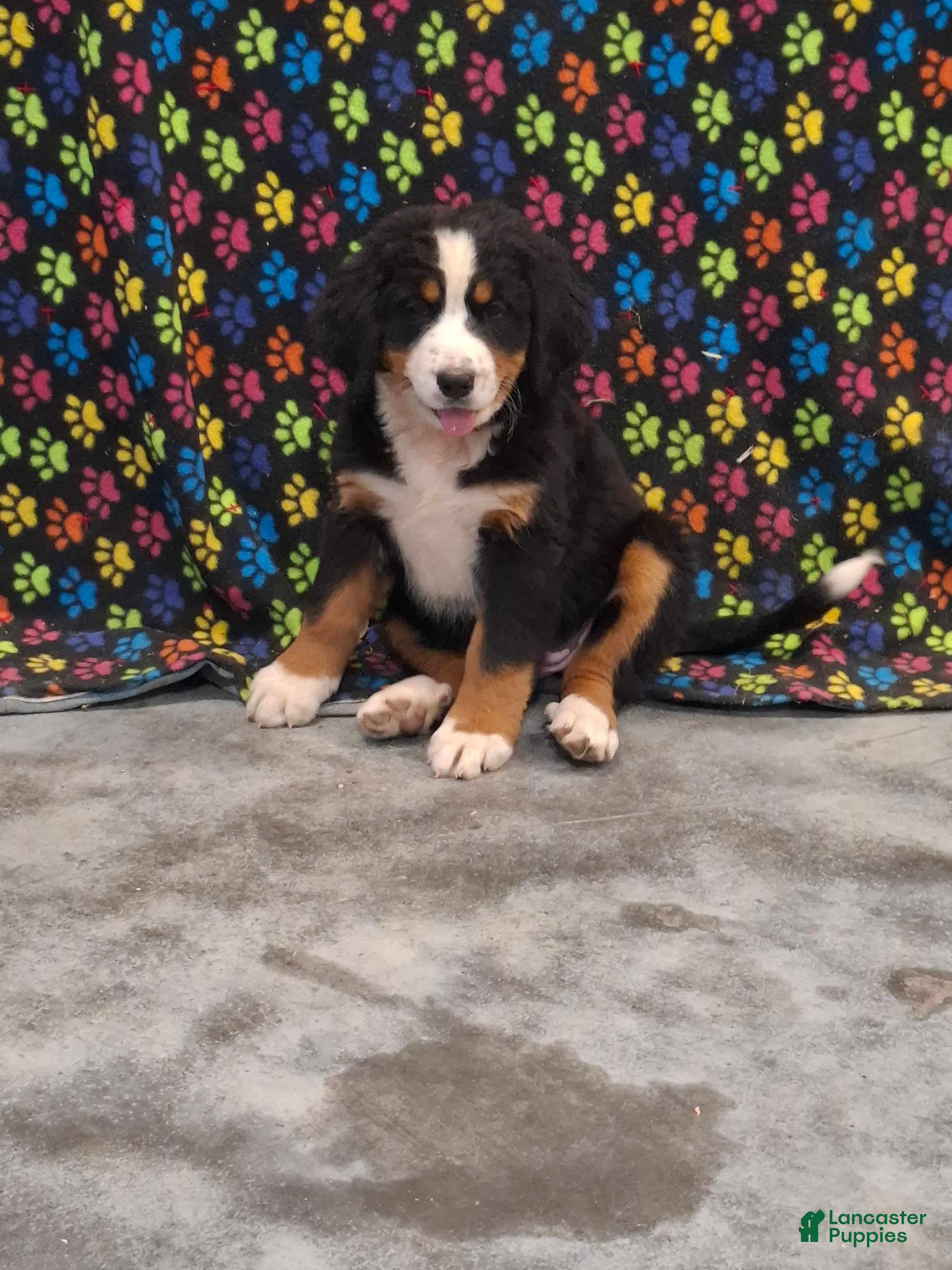 Bernese Mountain Dog dogs Jane - Ad 2