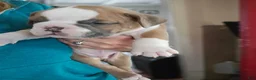 Olde English Bulldogge dogs for sale: Olde English Bulldogge 7 - Ad 5
