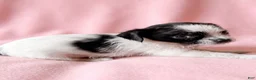 Mixed Breed dogs for sale: Maggie - Ad 4