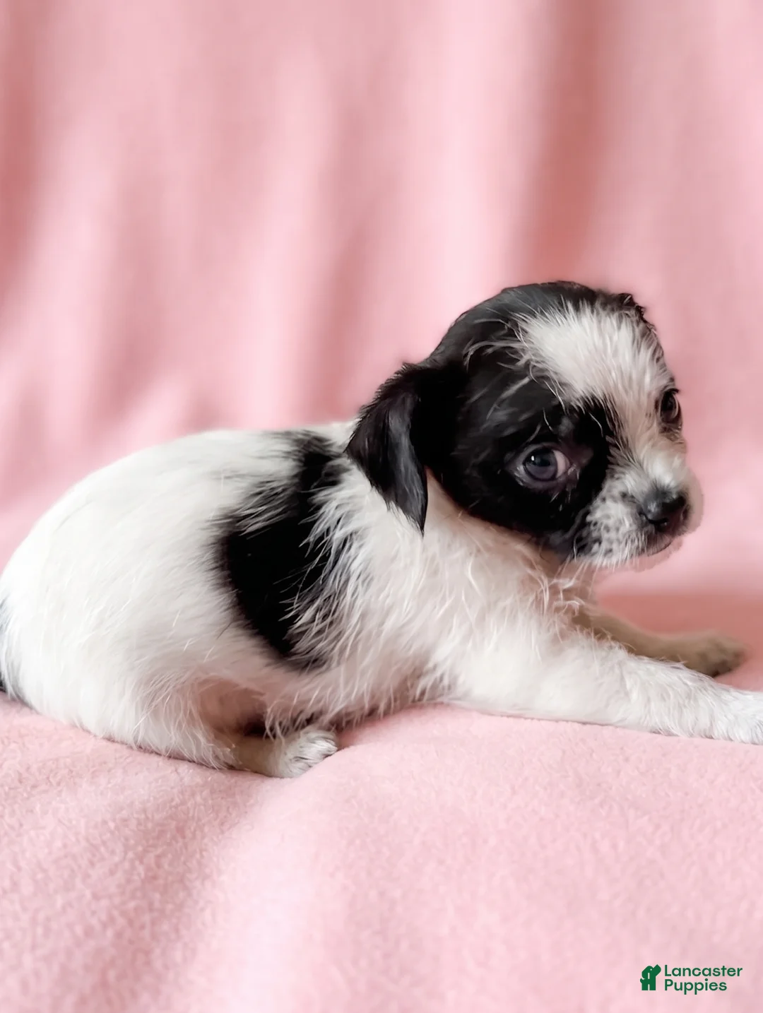 Mixed Breed dogs for sale: Maggie - Ad 4