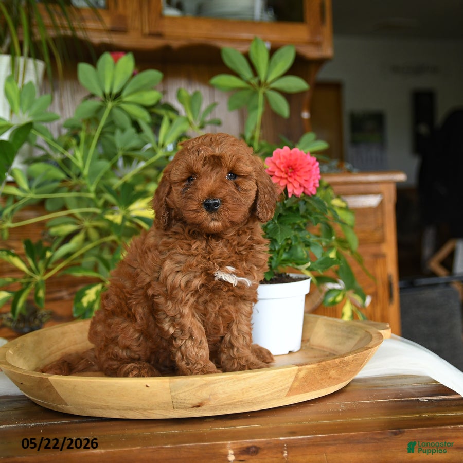 Mini Goldendoodle dogs Acorn - Ad 1