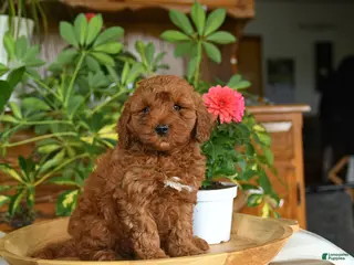 Mini Goldendoodle dogs for sale: Acorn - Ad 2