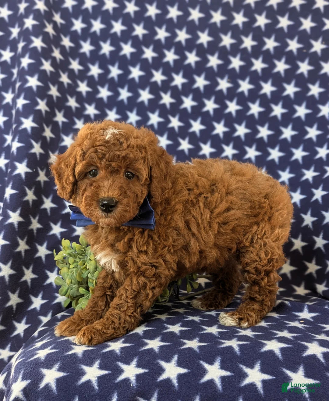 Miniature Poodle dogs for sale: Dalton 10 lbs Full Grown - Ad 3