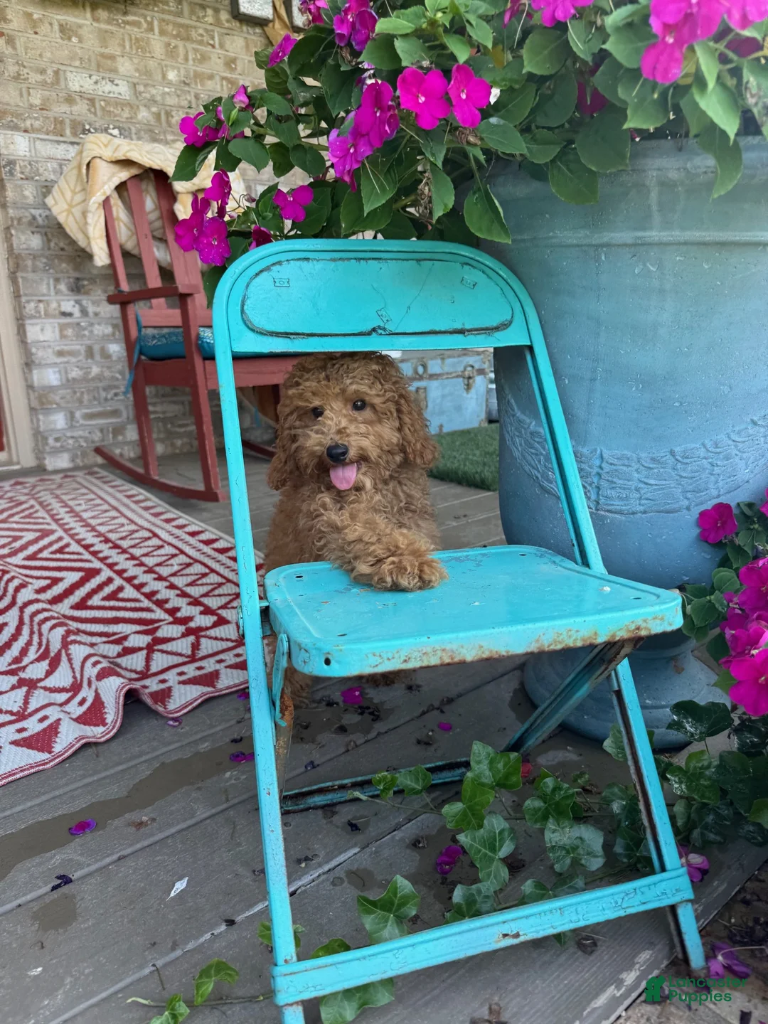 Mixed Breed dogs for sale: Toby - Ad 1