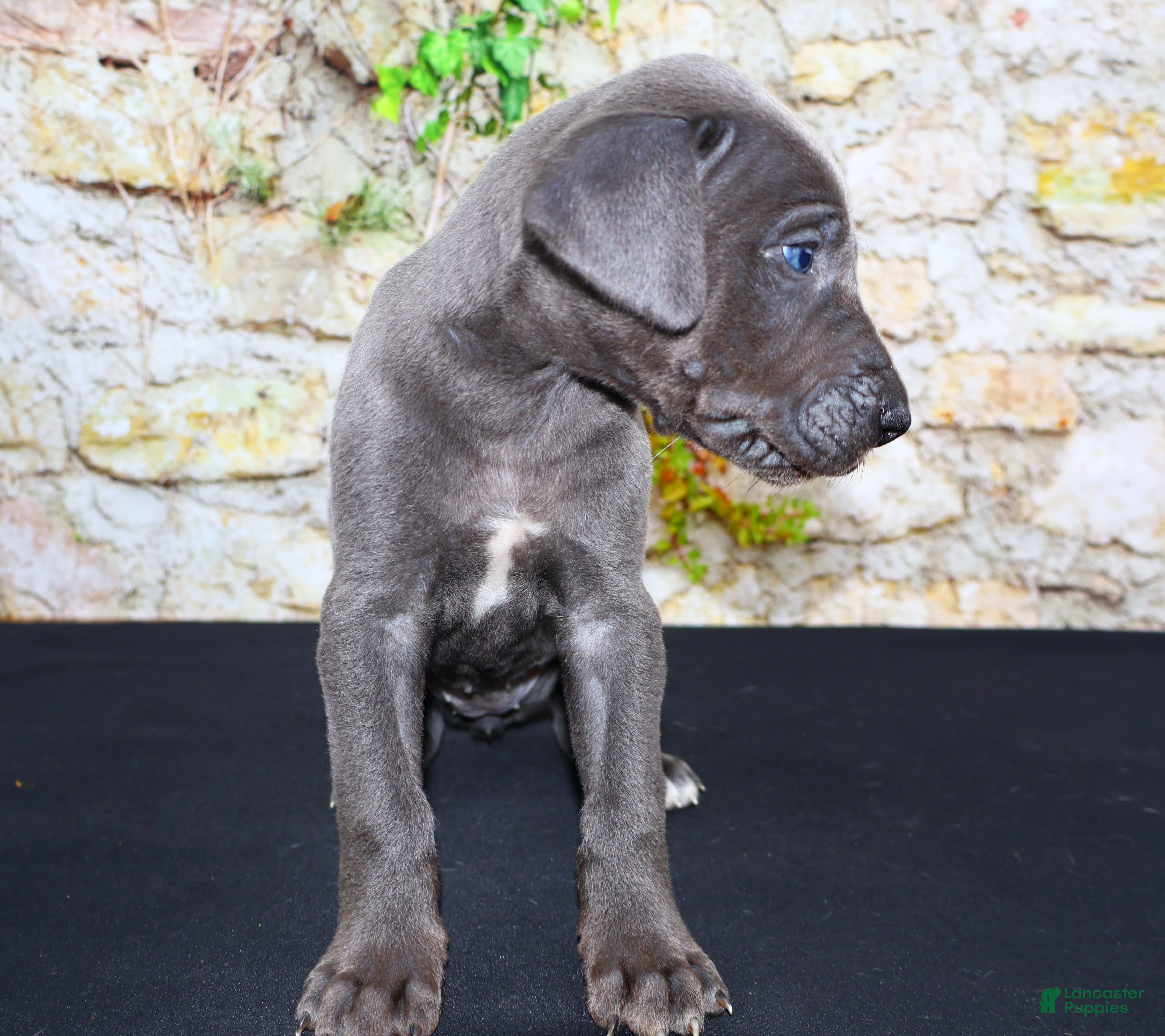 Great Dane dogs Woogie - Ad 2