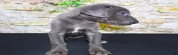 Great Dane dogs for sale: Woogie - Ad 2