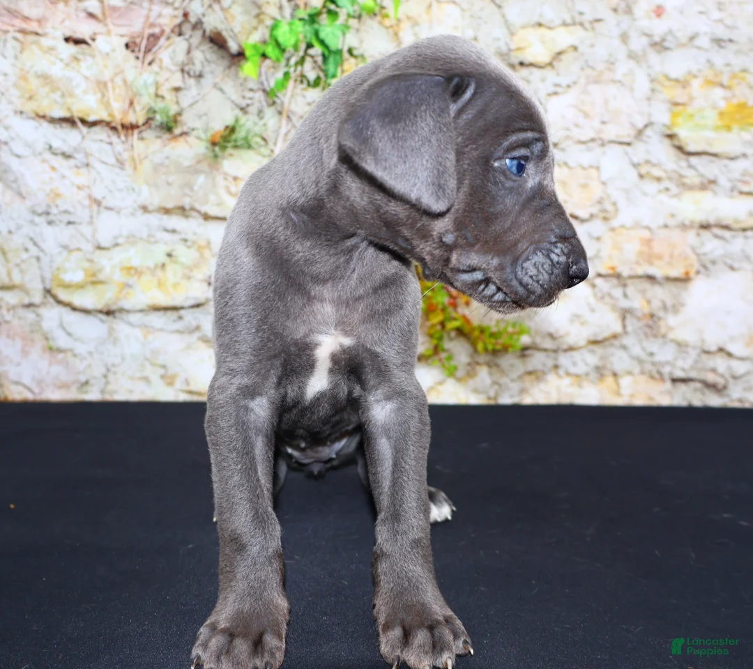 Great Dane dogs for sale: Woogie - Ad 2