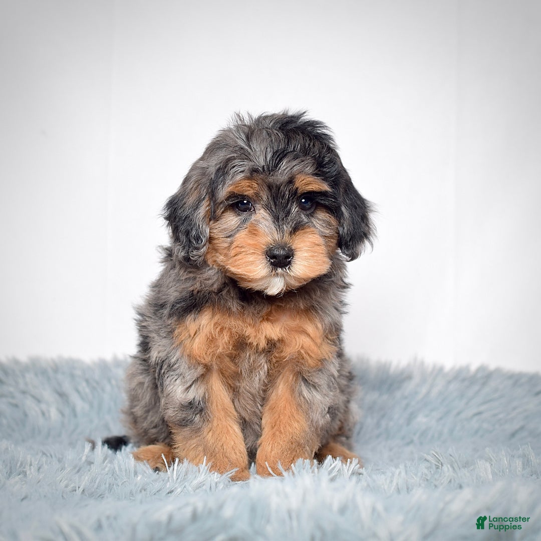 Mini Goldendoodle dogs for sale: Mr. Rambo - Ad 5
