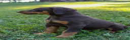 Doberman Pinscher dogs for sale: ODIN - Ad 5