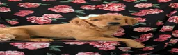 Golden Retriever dogs for sale: Abbie AKC Reg - Ad 6
