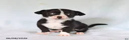 Chihuahua dogs for sale: Otis - Ad 3
