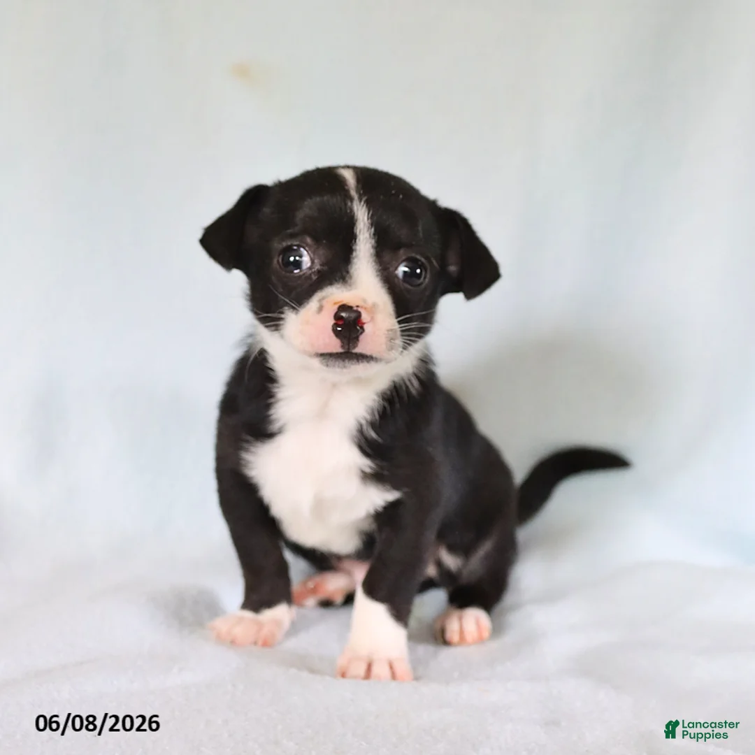 Chihuahua dogs for sale: Otis - Ad 3