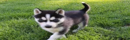 Siberian Husky dogs for sale: Reno - Ad 5