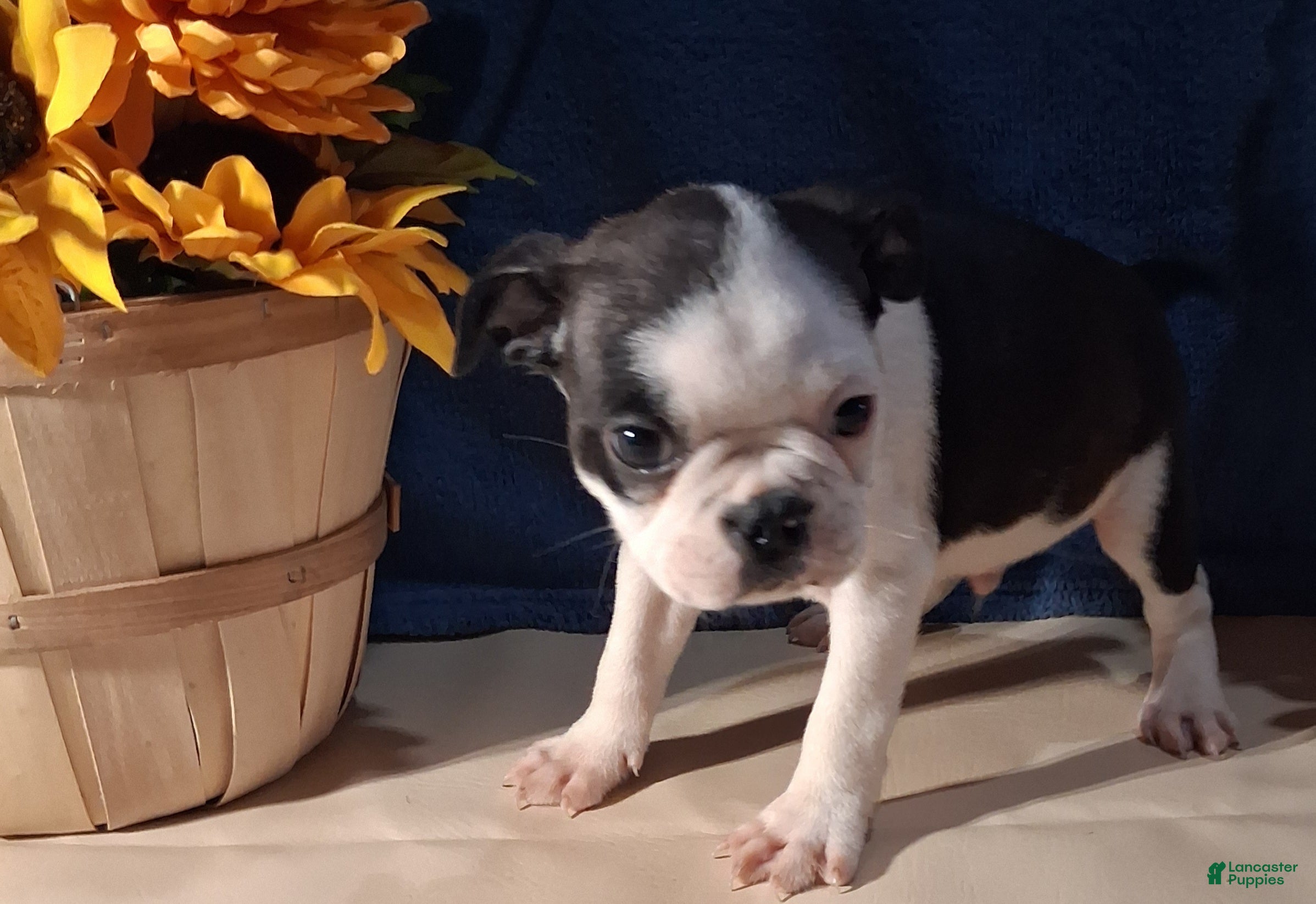 Boston Terrier dogs Evan - Ad 2