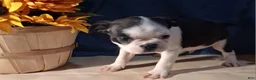 Boston Terrier dogs for sale: Evan - Ad 2