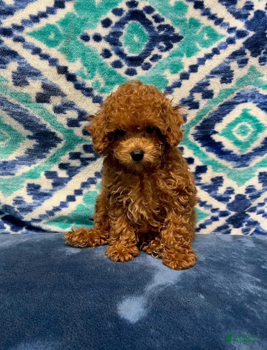Toy Poodle dogs for sale: Tassie - Ad 1
