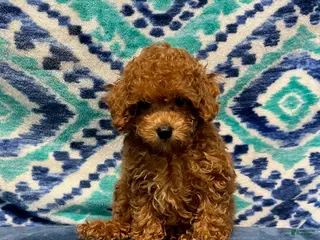 Toy Poodle dogs Tassie - Ad 38