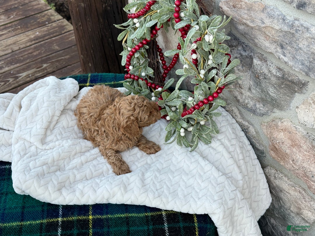 Toy Poodle dogs for sale: Trotter - Ad 13