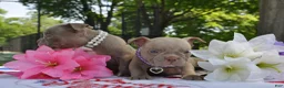 American Bully dogs for sale: American Bully Puppy 4 - Ad 3