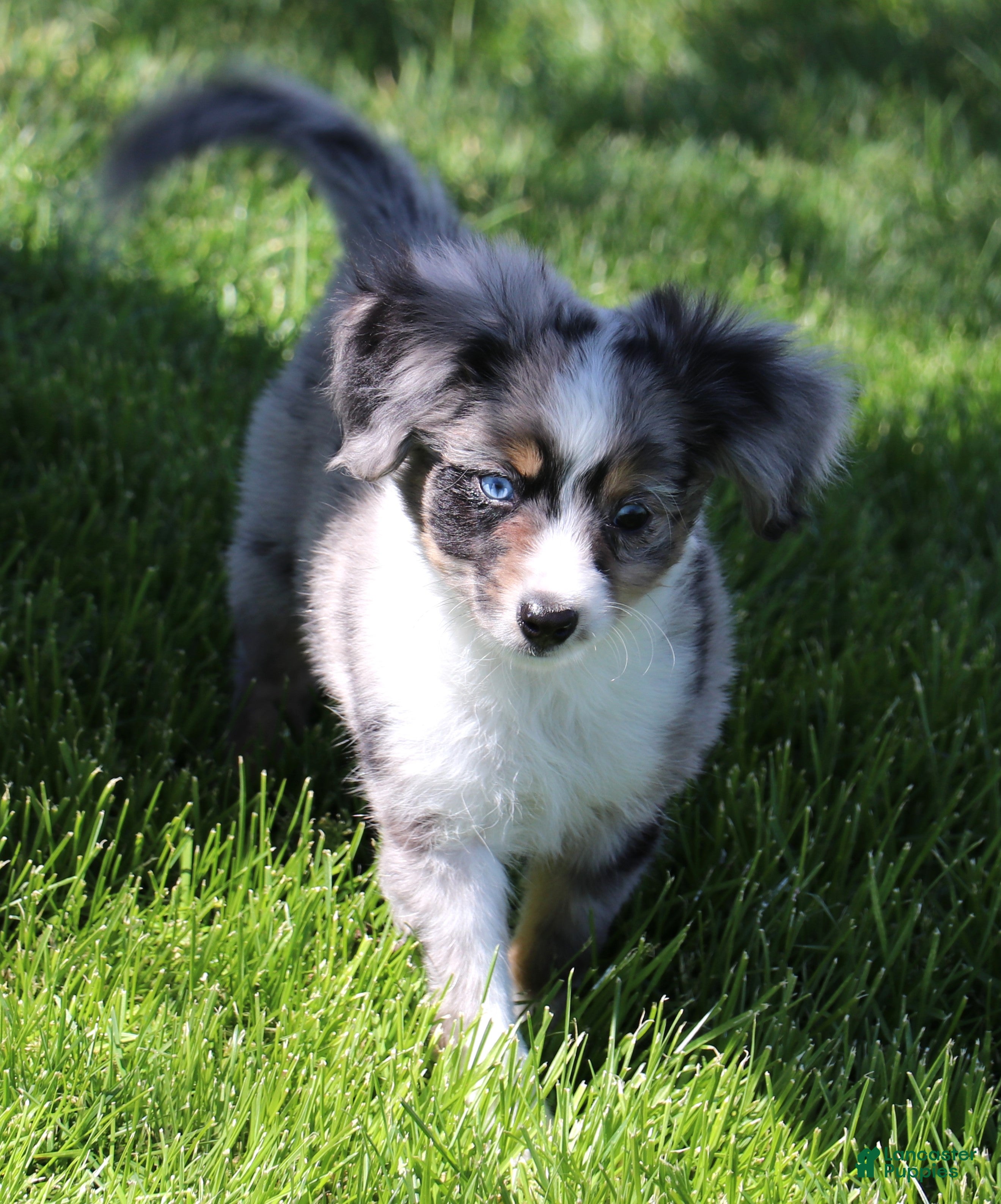 Toy Australian Shepherd dogs Shep is a blue merle with tail - Ad 7