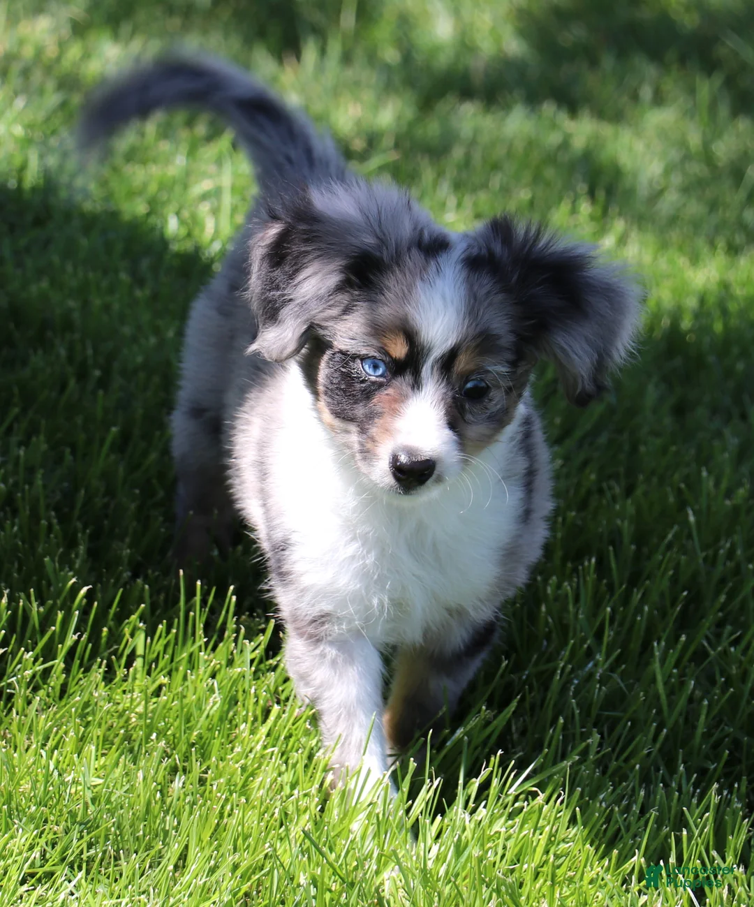 Toy Australian Shepherd dogs for sale: Shep is a blue merle with tail - Ad 1