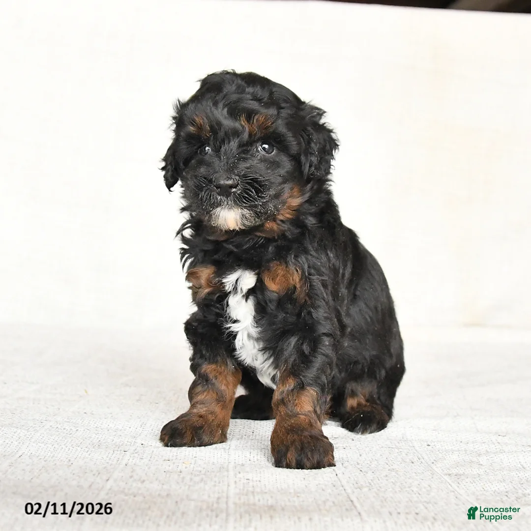 Mini Goldendoodle dogs for sale: Gloria - Ad 1