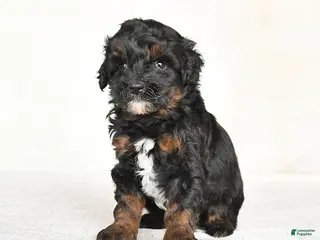 Mini Goldendoodle dogs Gloria - Ad 4