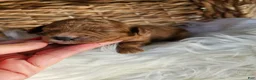 Cavapoo dogs for sale: Hazel  - Ad 5