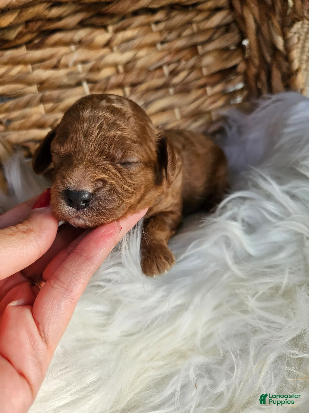 Cavapoo dogs for sale: Hazel  - Ad 5