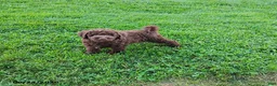 Mini Goldendoodle dogs for sale: Raggedy Andy - Ad 5