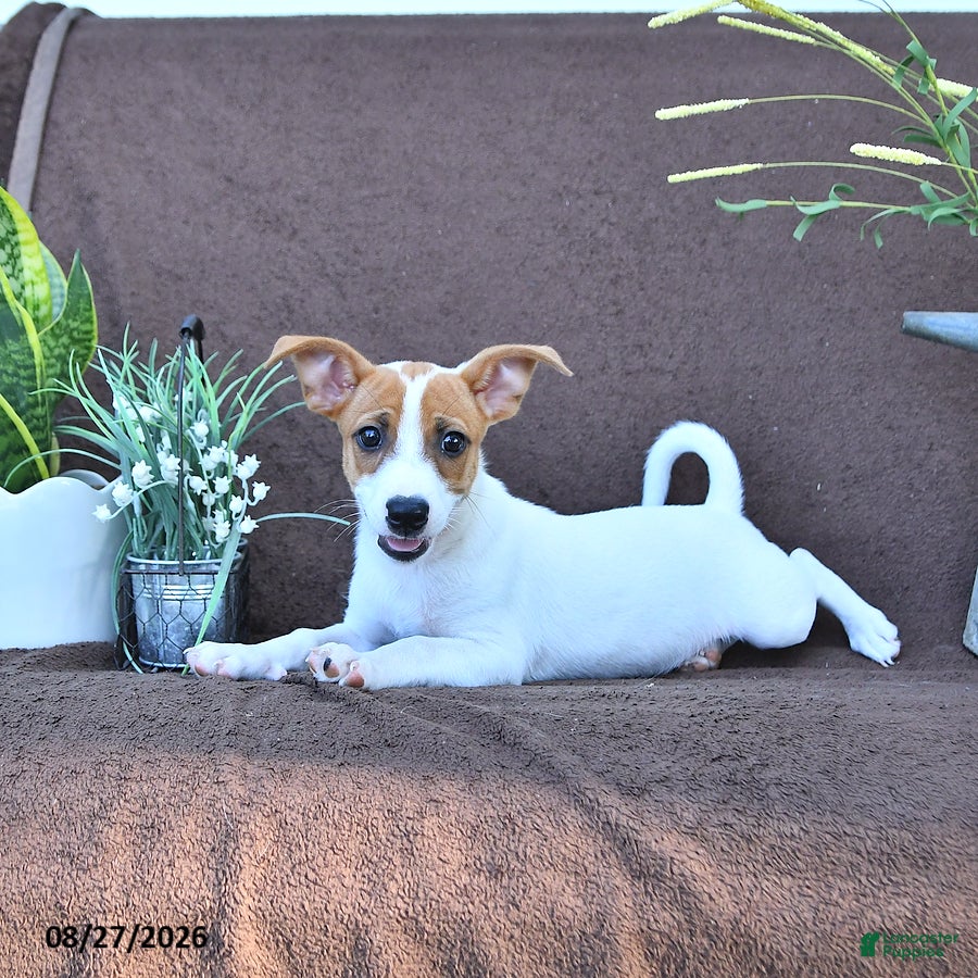 Jack Russell Terrier dogs Archie - Ad 2