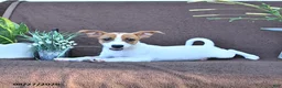 Jack Russell Terrier dogs for sale: Archie - Ad 2