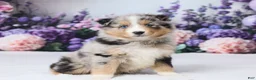 Australian Shepherd dogs for sale: Daisy - Ad 3