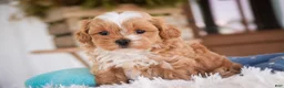 Shihpoo dogs for sale: Bowie - Ad 4