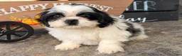 Shih Tzu dogs for sale: Sabrina Shih Tzu  - Ad 13