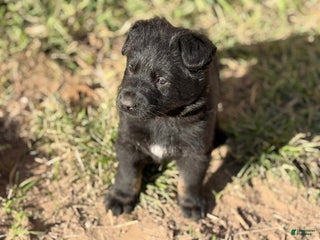 German Shepherd dogs German Shepherd Puppy 1 - Ad 1