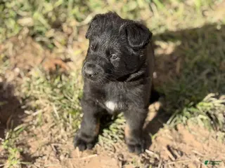 German Shepherd dogs German Shepherd Puppy 1 - Ad 11