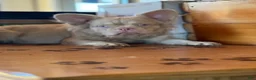 French Bulldog dogs for sale: French Bulldog puppy 1  - Ad 3