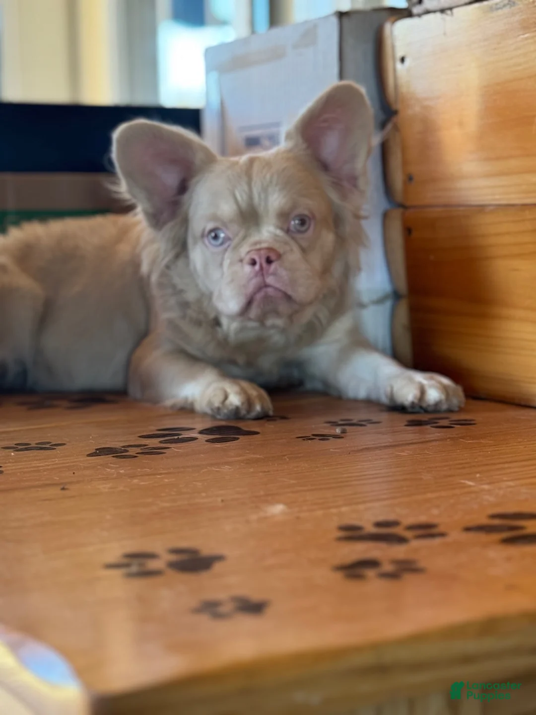 French Bulldog dogs for sale: French Bulldog puppy 1  - Ad 3