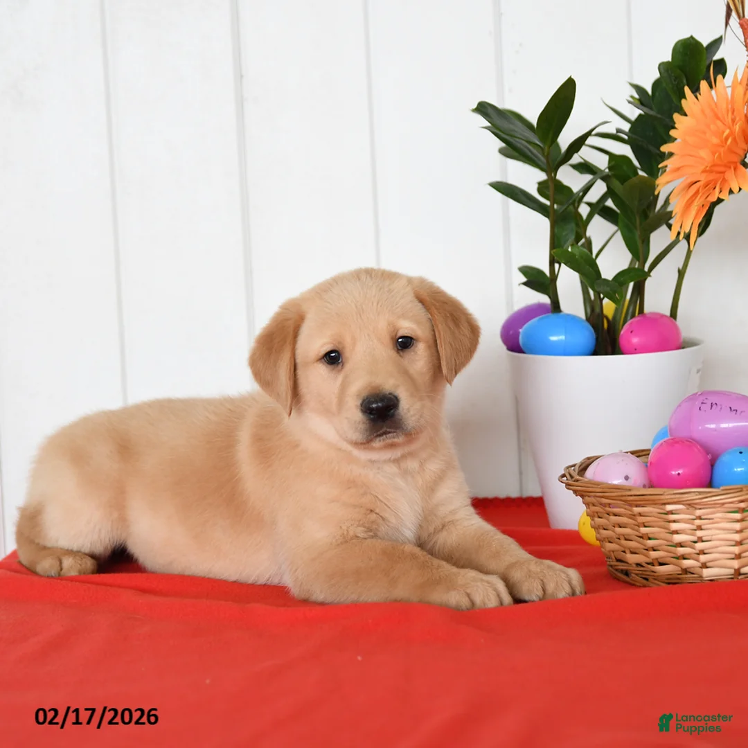 Goldador dogs for sale: Koda - Ad 3