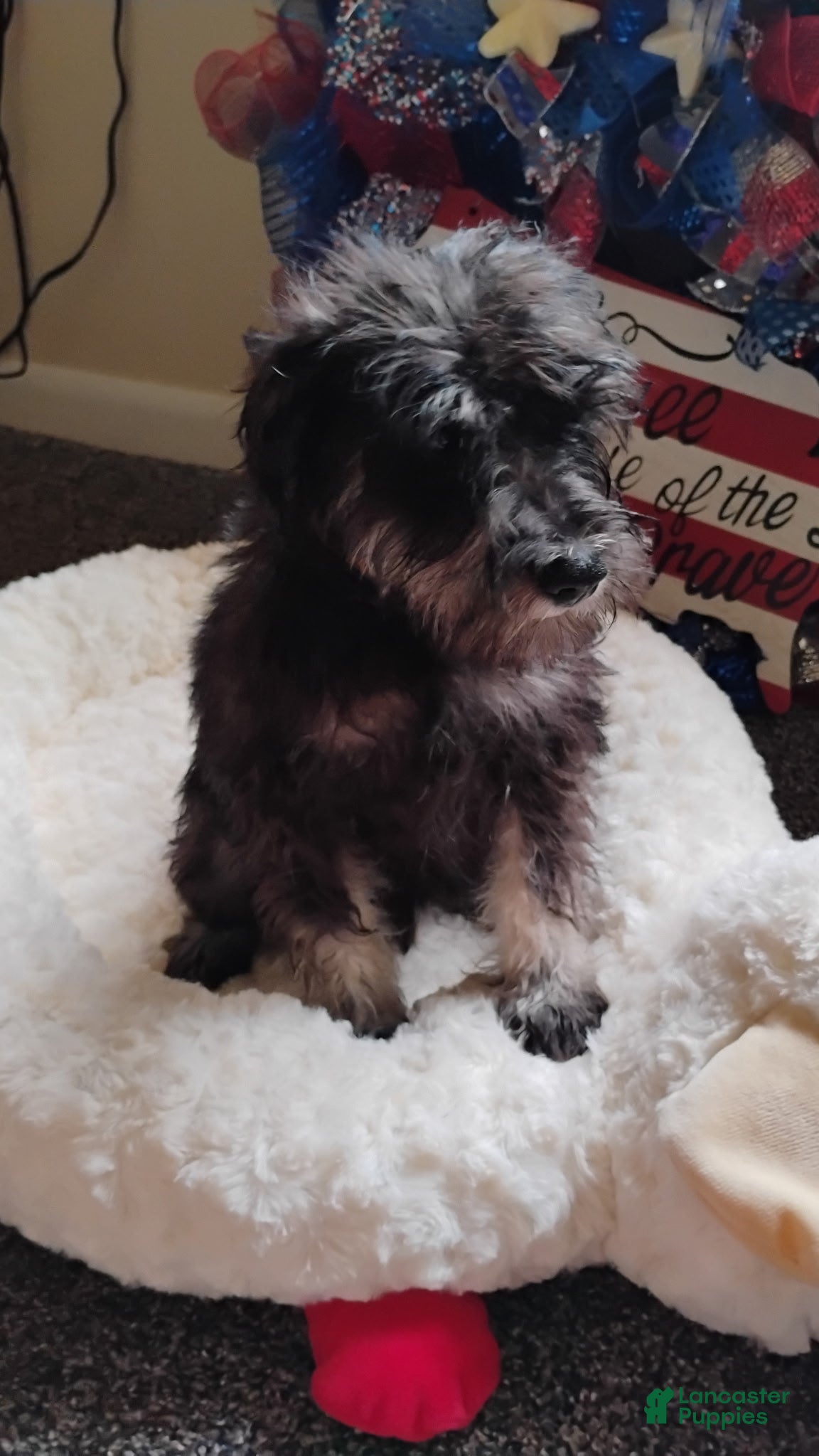 Miniature Schnauzer dogs Purple Girl - Ad 1