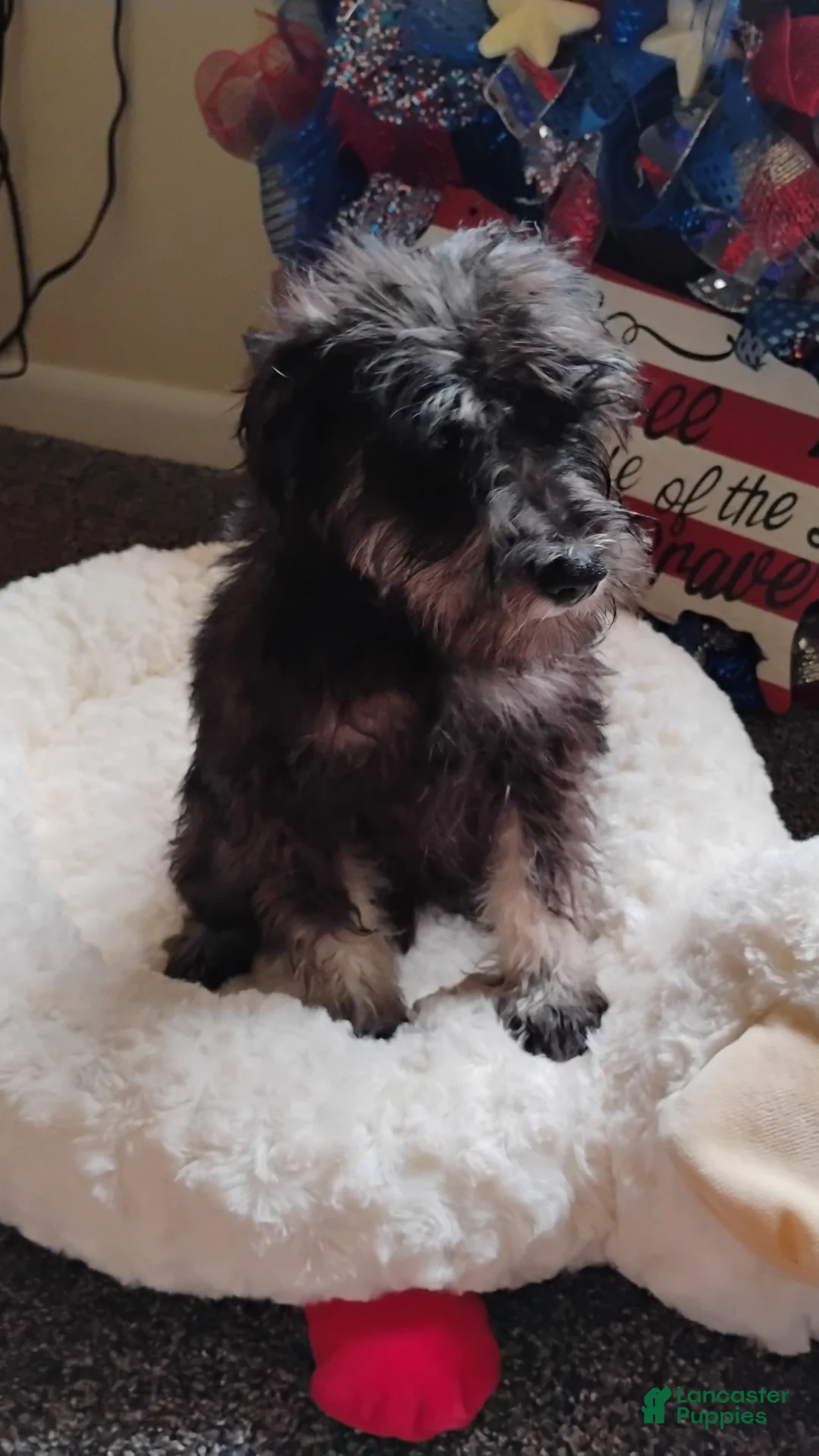 Miniature Schnauzer dogs for sale: Purple Girl - Ad 1