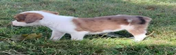 Mixed Breed dogs for sale: Bella - Ad 3
