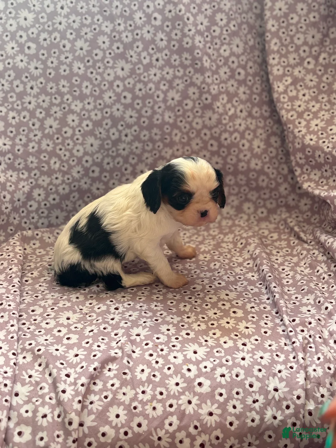 Cavalier King Charles Spaniel dogs for sale: Batman Cavalier King Charles Spaniel Puppy 2 - Ad 1