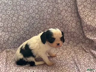 Cavalier King Charles Spaniel dogs Batman Cavalier King Charles Spaniel Puppy 2 - Ad 12